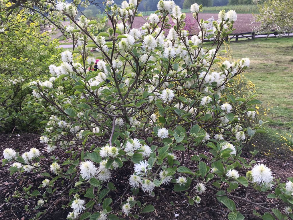Fothergilla major :: Frühjahrsblüher