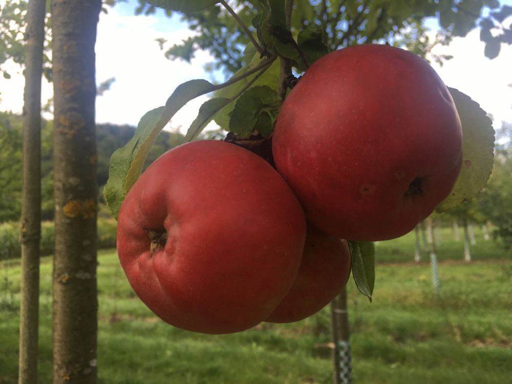 Malus 'Danziger Kantapfel' CAC :: Solitär- Obstbäume