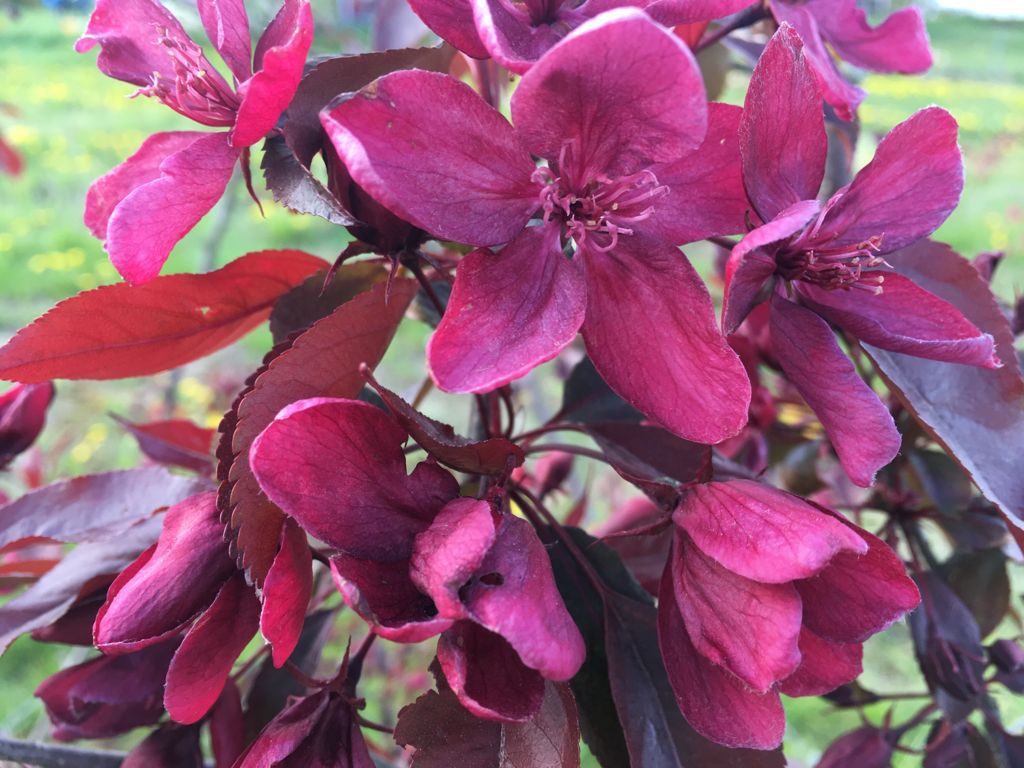 Malus ‘Royalty’ :: Bienenweiden
