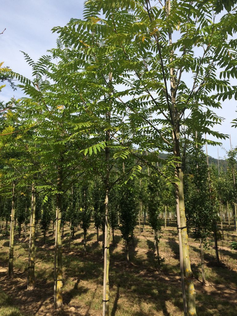 Pterocarya fraxinifolia über 18m Wuchsendhöhe