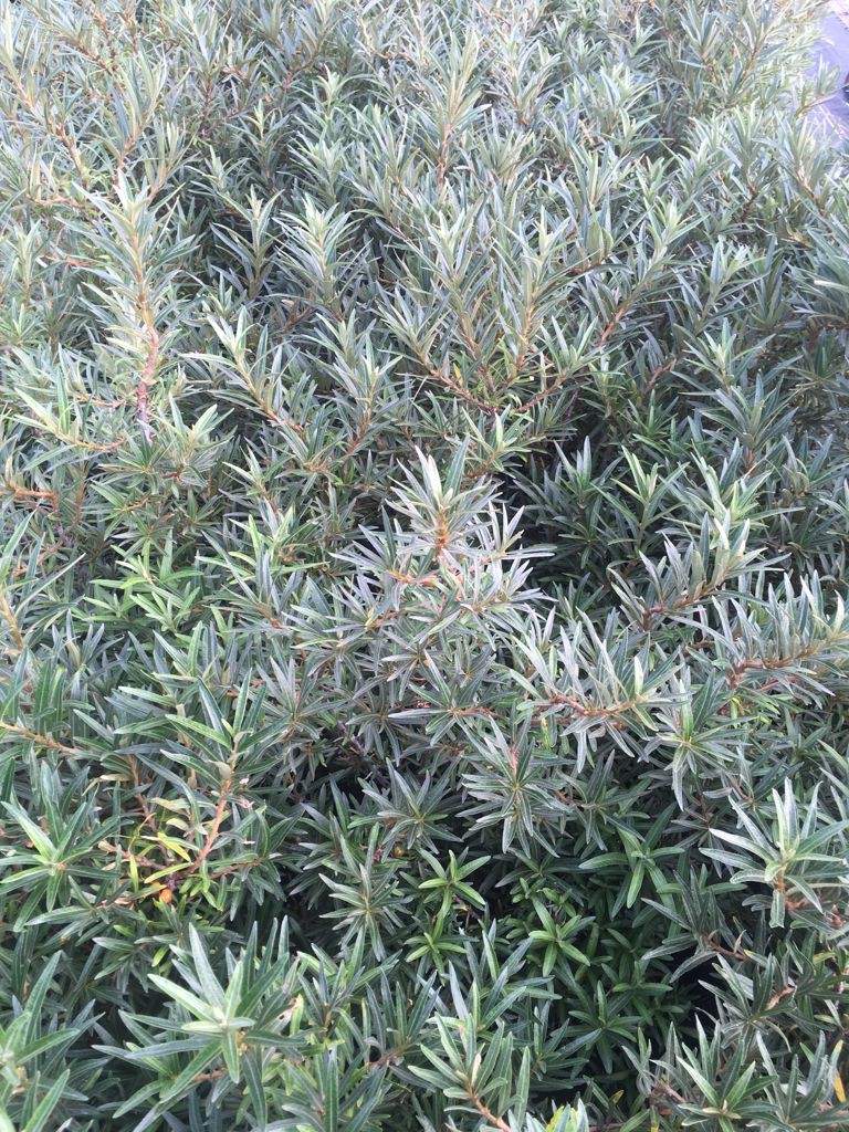 Obst Spiess Baumschule & Gartengestaltung Wahlsburg