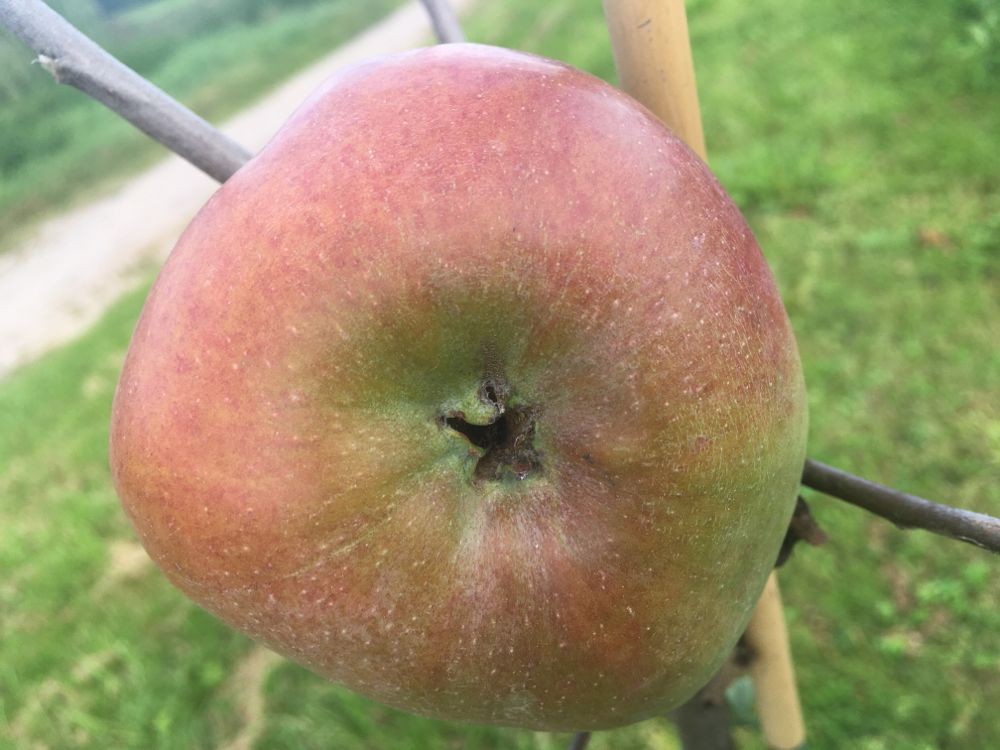 Malus &amp;#39;Rheinischer Winterrambur&amp;#39; CAC :: Apfel