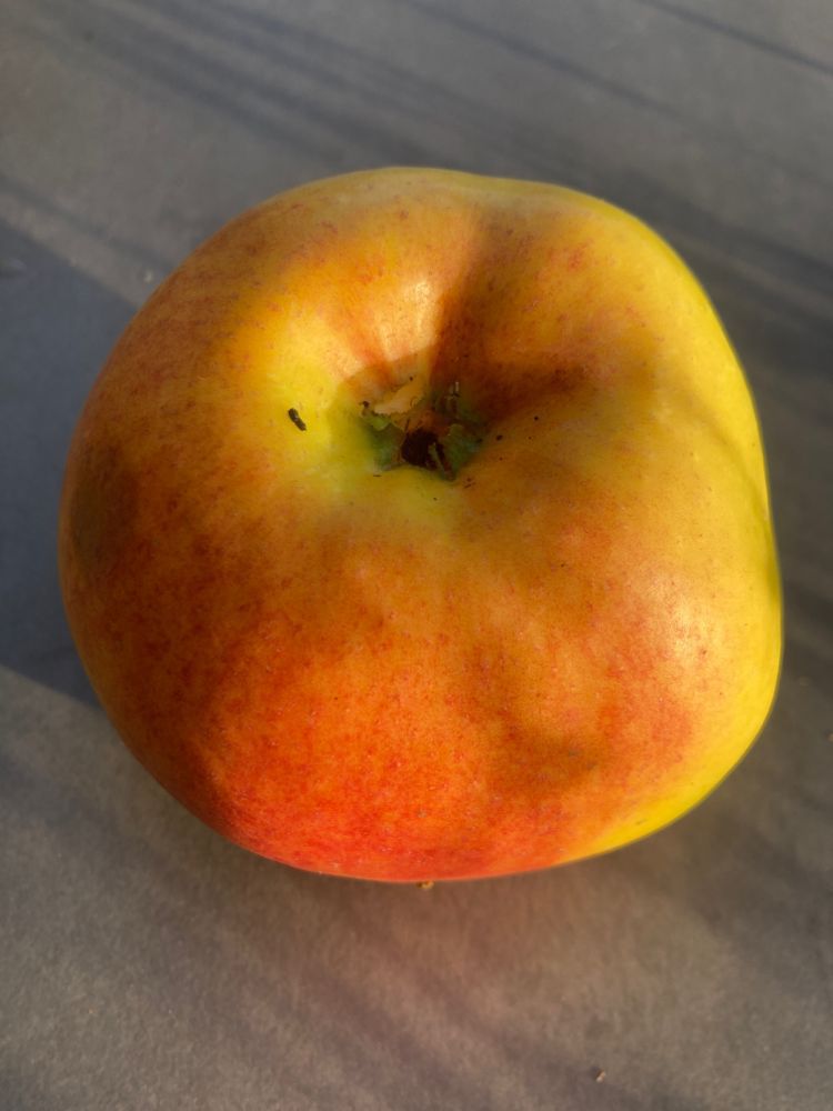 Malus &amp;#39;Rheinischer Winterrambur&amp;#39; CAC :: Apfel